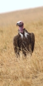 NubianVulture_6010 1_v